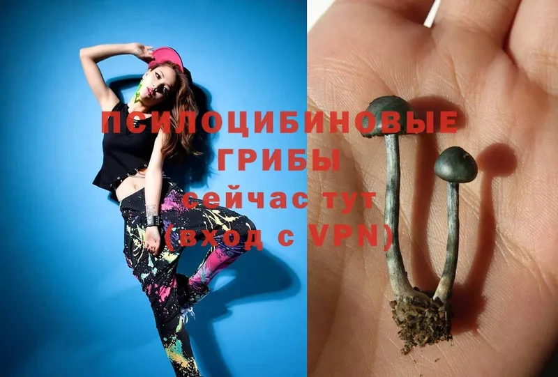 Галлюциногенные грибы Psilocybe  OMG ONION  Орск  где купить наркоту 